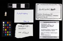 Foto (Objekt + Etikett) von Nodoprosopon ornatum (Meyer, 1842)  (NHMW-GEO-2014-0194-1007)